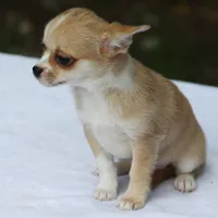 LeilaRdMerleF, a female Chihuahua for sale in Mabank, TX – 2 of 3