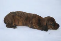 AnnieBrdleF2, a female Dachshund for sale in Mabank, TX – 2 of 3