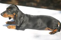 LorettaF2, a female Dachshund for sale in Mabank, TX – 2 of 3