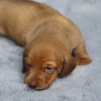 VenusRdChtleM1, a male Dachshund for sale in Mabank, TX – 1 of 3