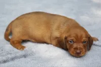 VenusRdChtleM2, a male Dachshund for sale in Mabank, TX – 2 of 3