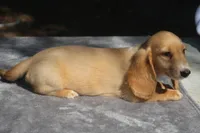TillieRd, a male Dachshund for sale in Mabank, TX – 3 of 4