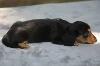 BunnieBlkTnM, a male Dachshund for sale in Mabank, TX – 3 of 4