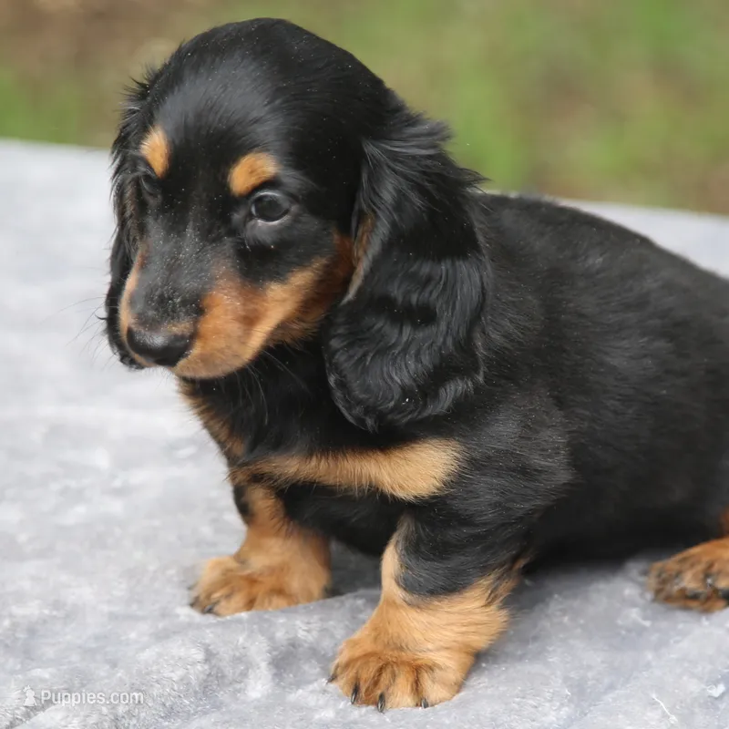 PollyM – Dachshund puppy for sale in Mabank, TX