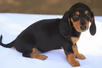 BrennaBlkTnF1, a female Dachshund for sale in Mabank, TX – 2 of 3
