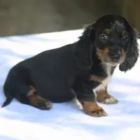 AspenBlkF1, a female Dachshund for sale in Mabank, TX – 4 of 4