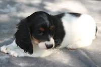 AspenPieM, a male Dachshund for sale in Mabank, TX – 2 of 4