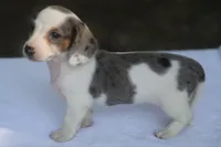 LaineyDpleF, a female Dachshund for sale in Mabank, TX – 2 of 4