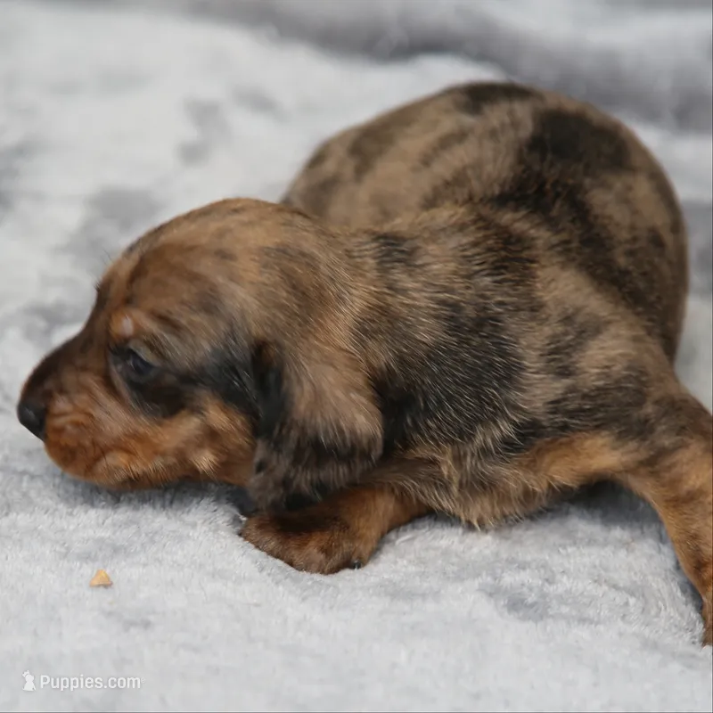 KaydaRdDple – Dachshund puppy for sale in Mabank, TX