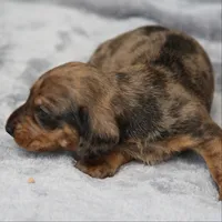 KaydaRdDple, a male Dachshund for sale in Mabank, TX – 1 of 4