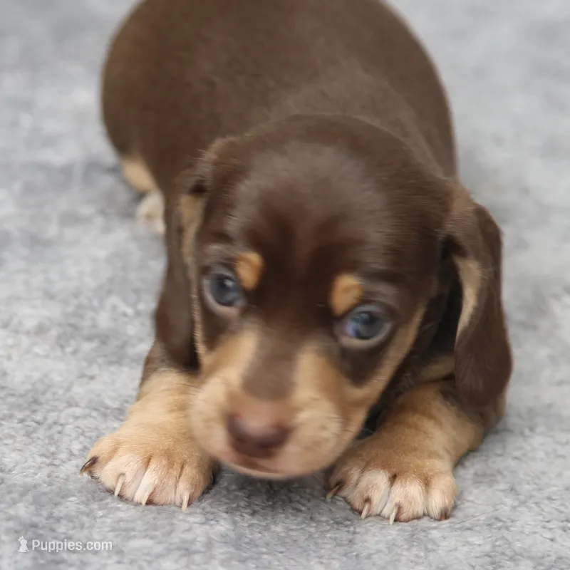 WillowChtleM – Dachshund puppy for sale in Mabank, TX