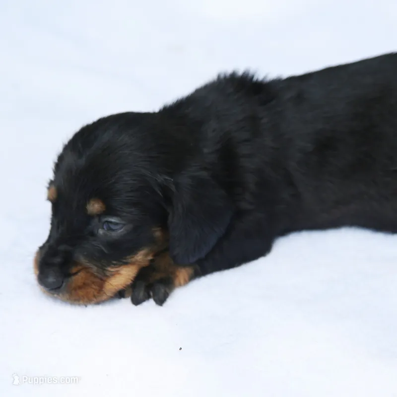 KaydaBlkTnF – Dachshund puppy for sale in Mabank, TX