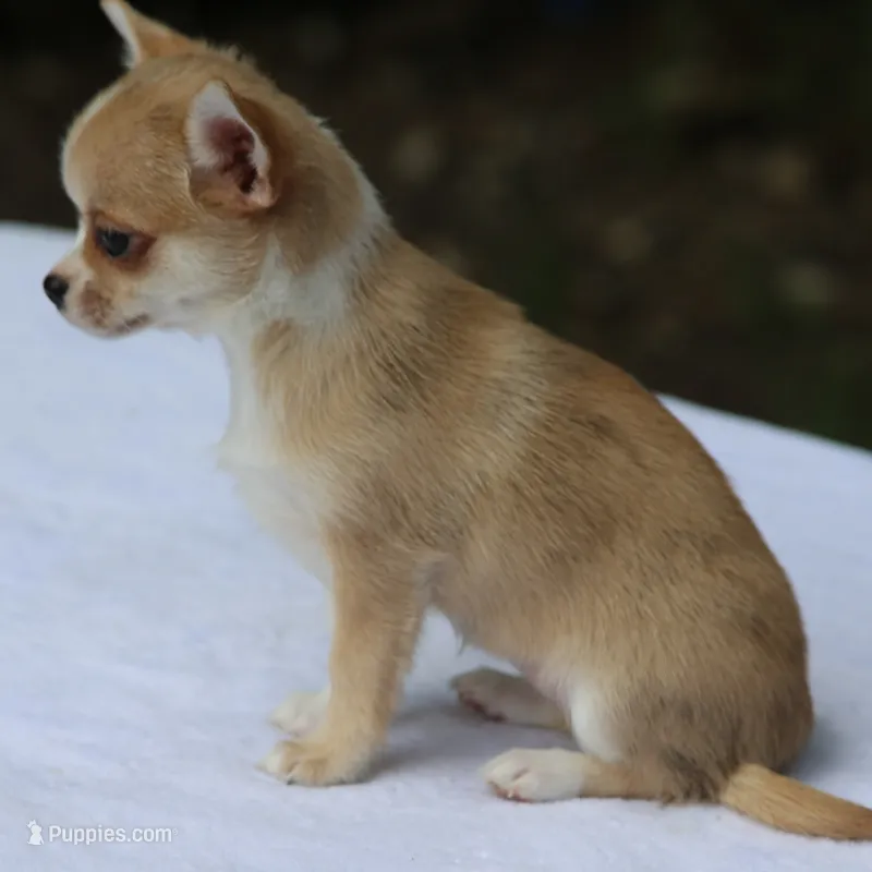 LeilaRdMerleF – Chihuahua puppy for sale in Mabank, TX