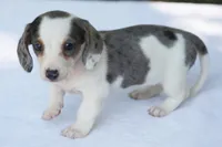 LaineyDpleF, a female Dachshund for sale in Mabank, TX – 4 of 4