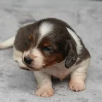 PaisleyDple, a male Dachshund for sale in Mabank, TX – 1 of 4