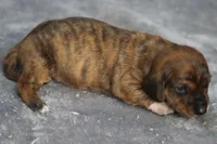 AnnieBrdleM2, a male Dachshund for sale in Mabank, TX – 2 of 4