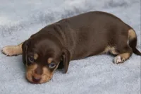 WillowChtleM, a male Dachshund for sale in Mabank, TX – 4 of 4