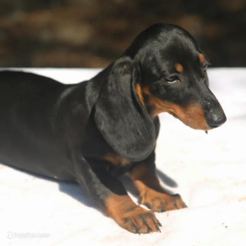 LorettaF1 – Dachshund puppy for sale in Mabank, TX