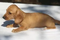 GemmaF, a female Dachshund for sale in Mabank, TX – 2 of 4