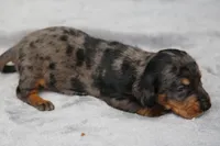 KaydaDpleM1, a male Dachshund for sale in Mabank, TX – 2 of 4