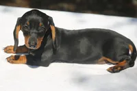 LorettaF2, a female Dachshund for sale in Mabank, TX – 3 of 3