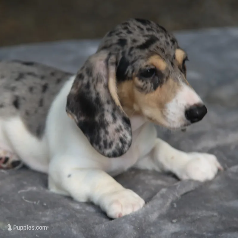 LaineyDpleM – Dachshund puppy for sale in Mabank, TX