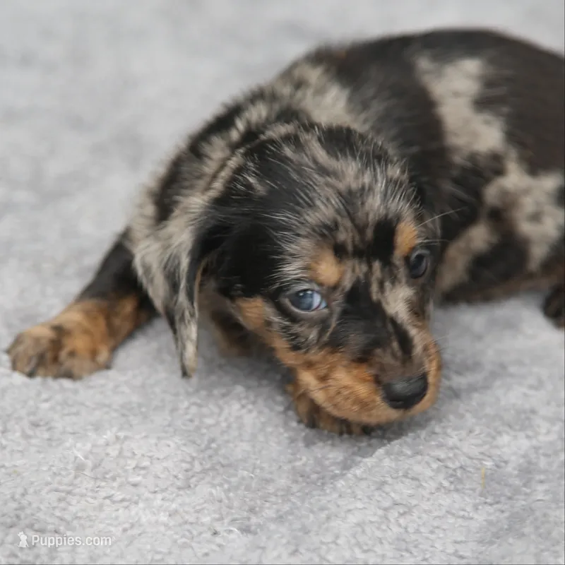 KaydaDpleM3 – Dachshund puppy for sale in Mabank, TX