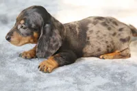 KaydaDpleM1, a male Dachshund for sale in Mabank, TX – 3 of 4