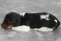 AveryBlkPie, a male Dachshund for sale in Mabank, TX – 2 of 4