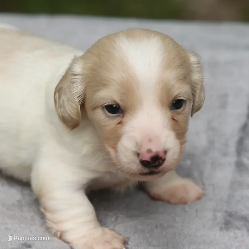 PaisleyCrm – Dachshund puppy for sale in Mabank, TX
