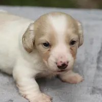 PaisleyCrm, a male Dachshund for sale in Mabank, TX – 1 of 4