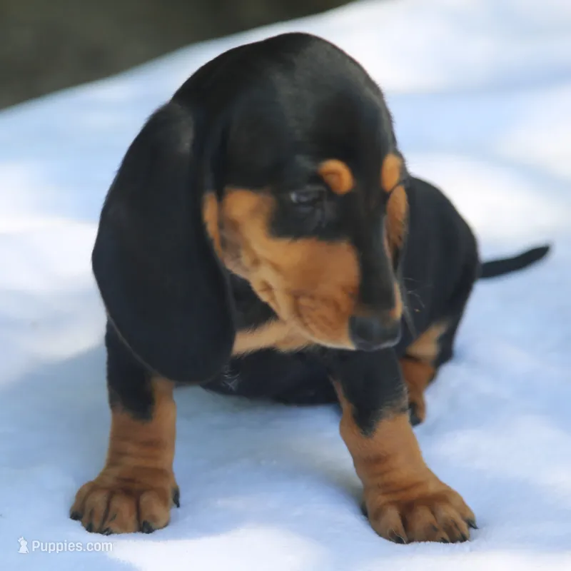 BrennaBlkTnF1 – Dachshund puppy for sale in Mabank, TX