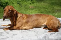 Dawn, a female Dachshund for sale in Mabank, TX – Photo 2 of 3