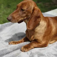 Dawn, a female Dachshund for sale in Mabank, TX – Photo 1 of 3