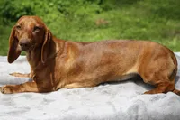 Dawn, a female Dachshund for sale in Mabank, TX – Photo 3 of 3