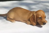 GemmaF, a female Dachshund for sale in Mabank, TX – 4 of 4