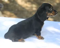 AspenBlkF1, a female Dachshund for sale in Mabank, TX – 2 of 4