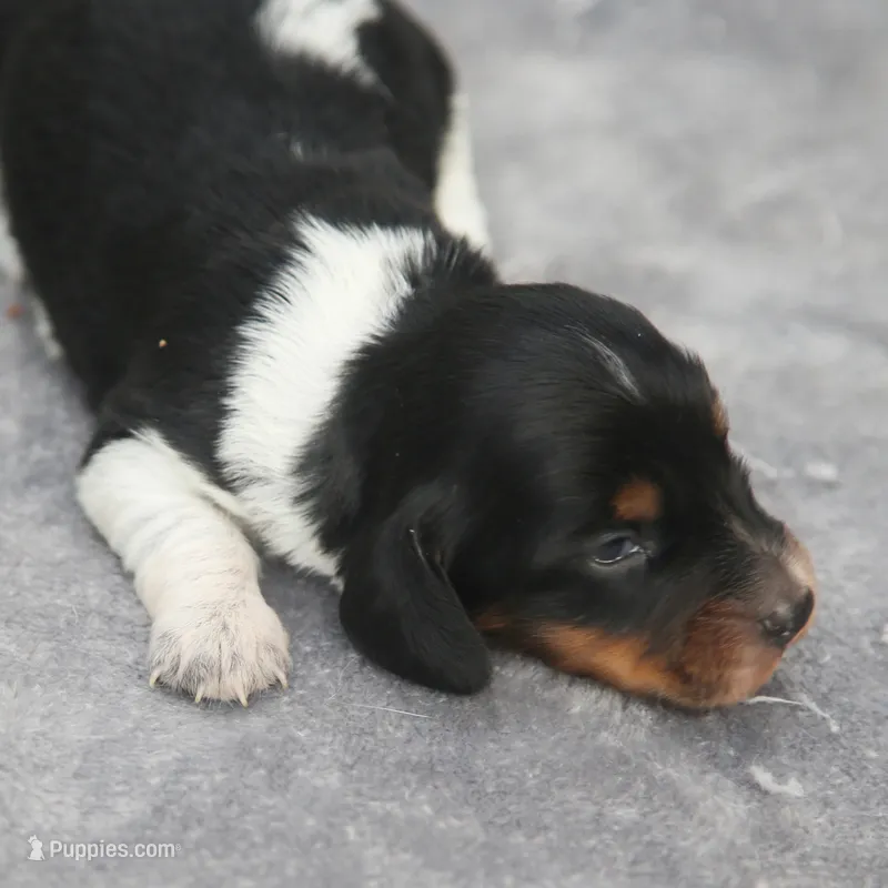 AveryBlkPie – Dachshund puppy for sale in Mabank, TX