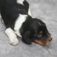 AveryBlkPie, a male Dachshund for sale in Mabank, TX – 1 of 4
