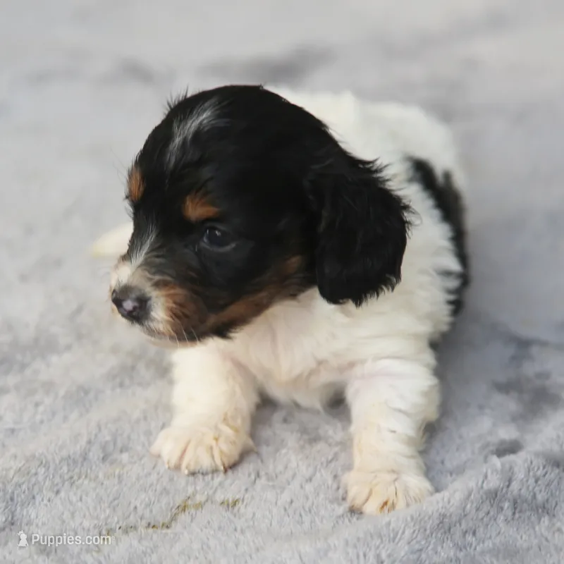 GabiPieM1 – Dachshund puppy for sale in Mabank, TX