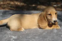 TillieRd, a male Dachshund for sale in Mabank, TX – 2 of 4