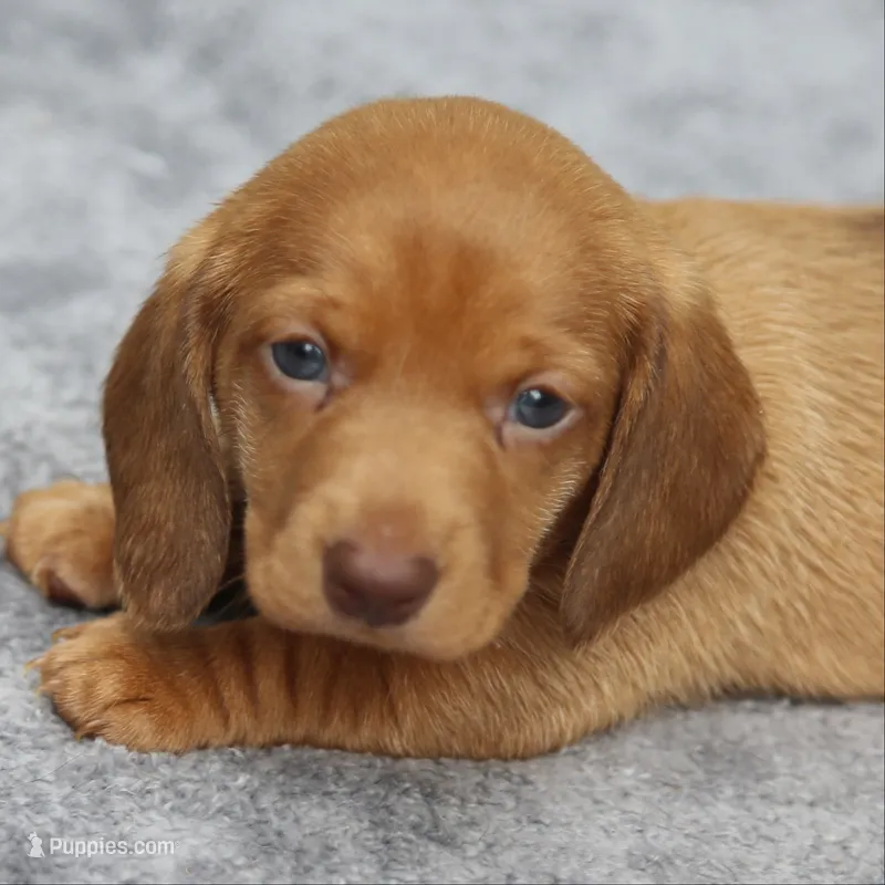 VenusRdChtleM2 – Dachshund puppy for sale in Mabank, TX