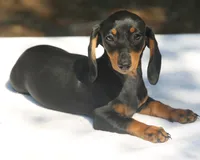 LorettaF3, a female Dachshund for sale in Mabank, TX – 4 of 4