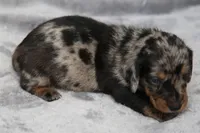 KaydaDpleM3, a male Dachshund for sale in Mabank, TX – 4 of 4