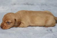 WillowRdChtleM, a male Dachshund for sale in Mabank, TX – 3 of 3