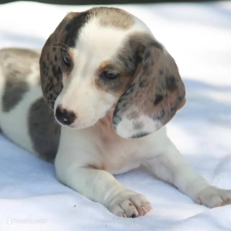 LaineyDpleF – Dachshund puppy for sale in Mabank, TX
