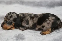 KaydaDpleM2, a male Dachshund for sale in Mabank, TX – 3 of 4