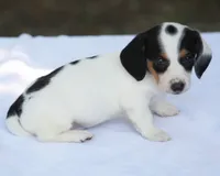 LaineyBlkF, a female Dachshund for sale in Mabank, TX – 4 of 4
