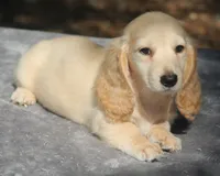 TillieCrM, a male Dachshund for sale in Mabank, TX – 2 of 4