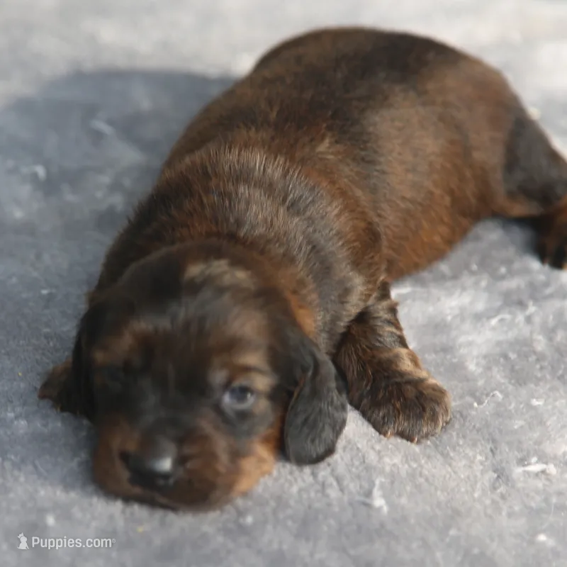 AnnieBrdleM1 – Dachshund puppy for sale in Mabank, TX